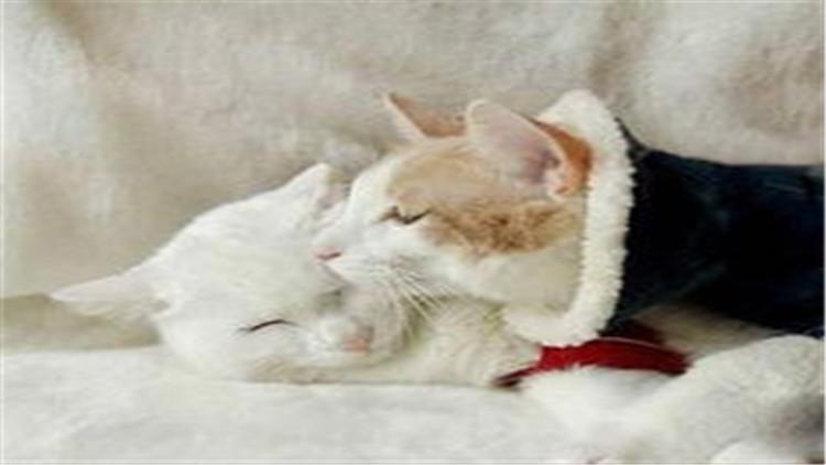 猫咪挠痒痒可能是跳蚤作怪？新手怎么选药不踩雷？