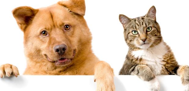 猫咪吃蔬菜真的安全吗? 猫咪吃蔬菜真的安全吗?