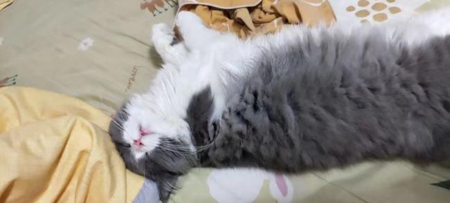 猫咪肚子突然变大？当心要命的腹水找上门！