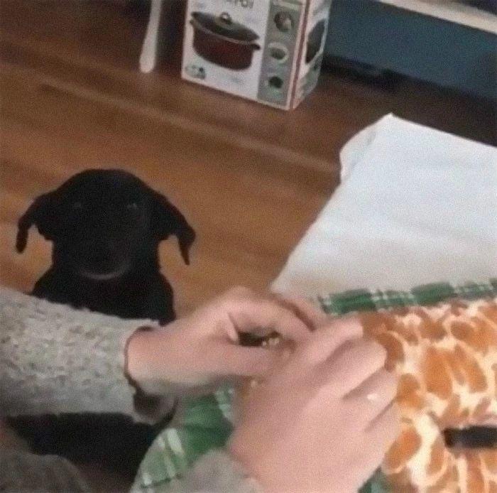 你家主子到底在玩什么？这些玩具秘密铲屎官必须知道！