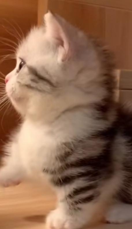 你家小奶猫是王子还是公主? 你家小奶猫是王子还是公主?