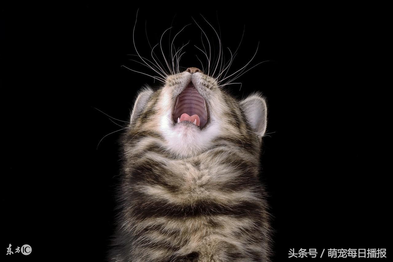 主子突然绝食是为哪般? 主子突然绝食是为哪般?