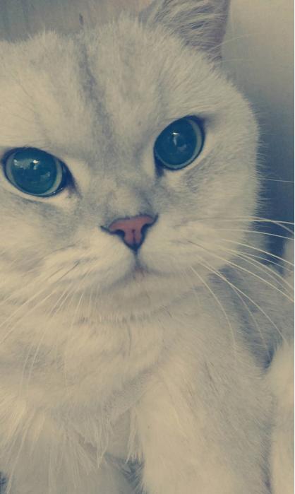 猫主子下巴秃了还红肿是怎么回事？