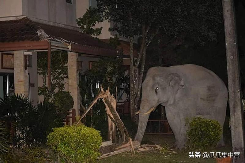 给猫咪起名到底有多少种套路? 给猫咪起名到底有多少种套路?