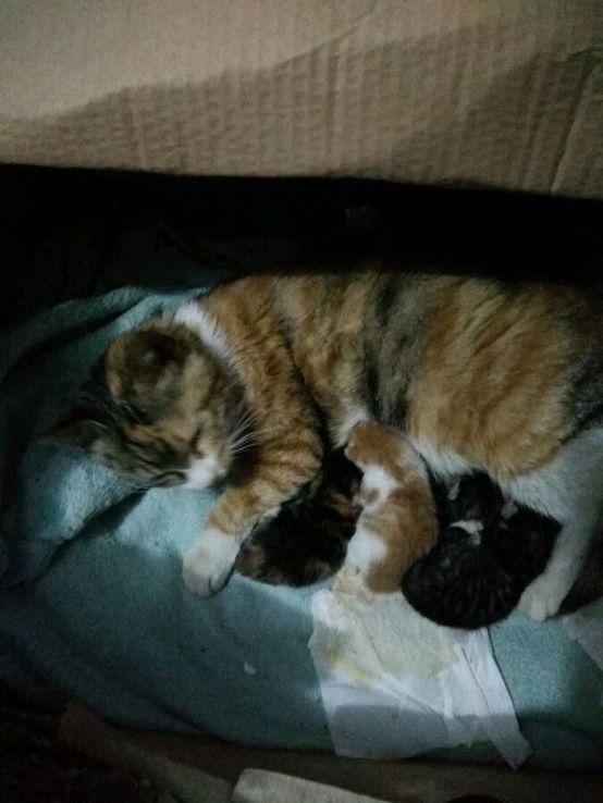 猫咪产后吃胎盘是本能还是危险行为？