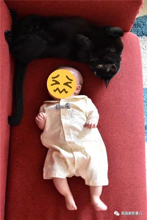 猫咪第一次生娃能生多少只？新手必看指南！