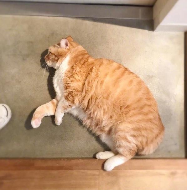 猫咪跑丢了怎么办？这些方法真的能找回来吗？