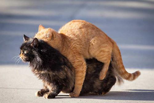 猫咪不做绝育会出大事吗？