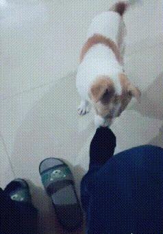 猫咪突然又吐又拉？新手如何快速应对？