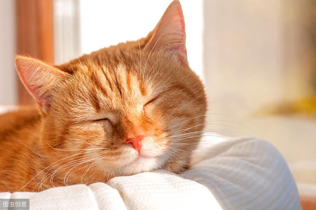 猫咪走路总打滑?可能是佝偻病在作祟! 猫咪走路总打滑?可能是佝偻病在作祟!