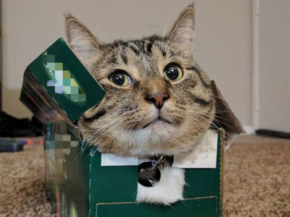 为什么别人家的猫能拍出网红级卖萌照？