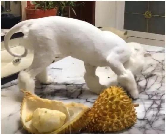 猫咪流口水正常吗？铲屎官必须知道的5个紧急信号