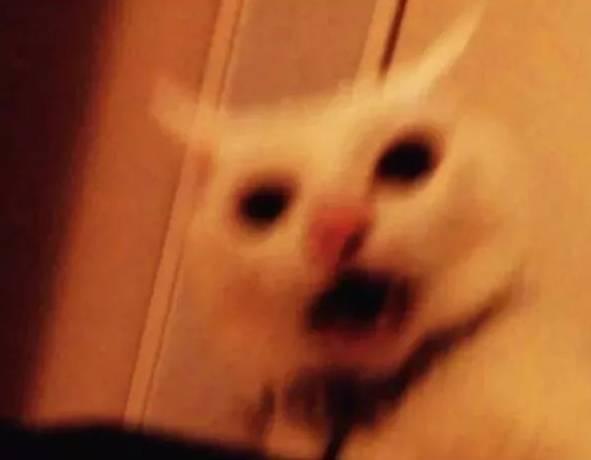 主子坐飞机真的会吓到尿裤子吗？