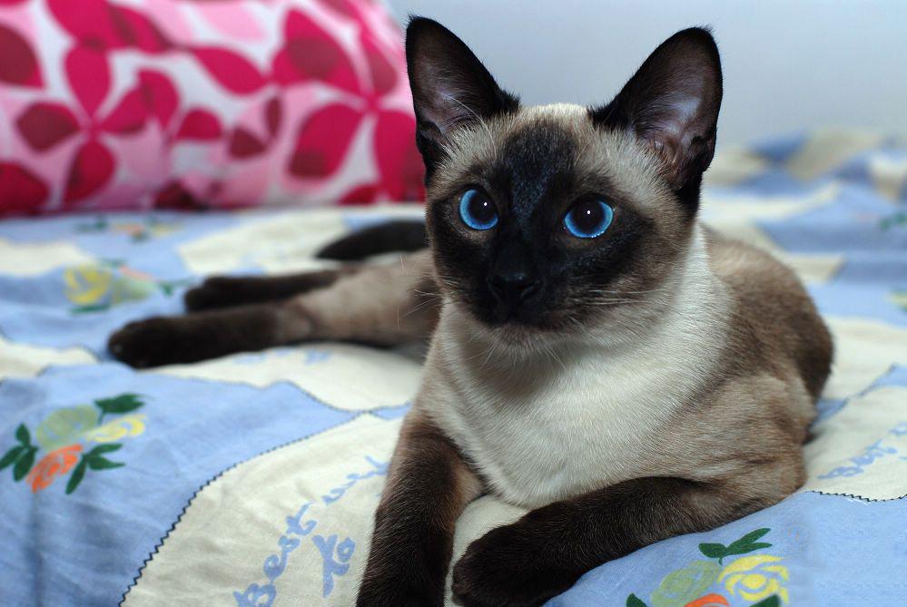 猫咪的耳朵形状能看出它的身世秘密吗？