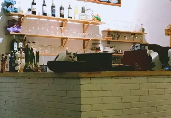 零基础也能画出萌出血的猫咪？这5步连手残党都能学会！