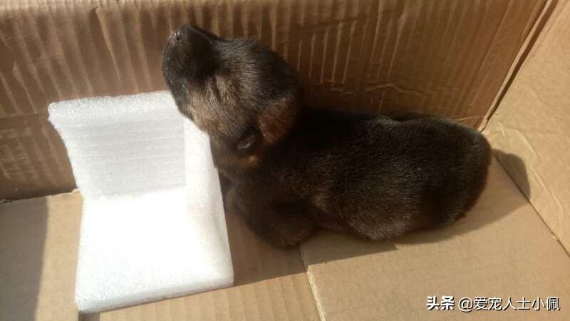 刚出生的小奶猫该怎么养活？