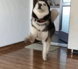 给猫咪取名到底该听铲屎官还是看主子脸色？