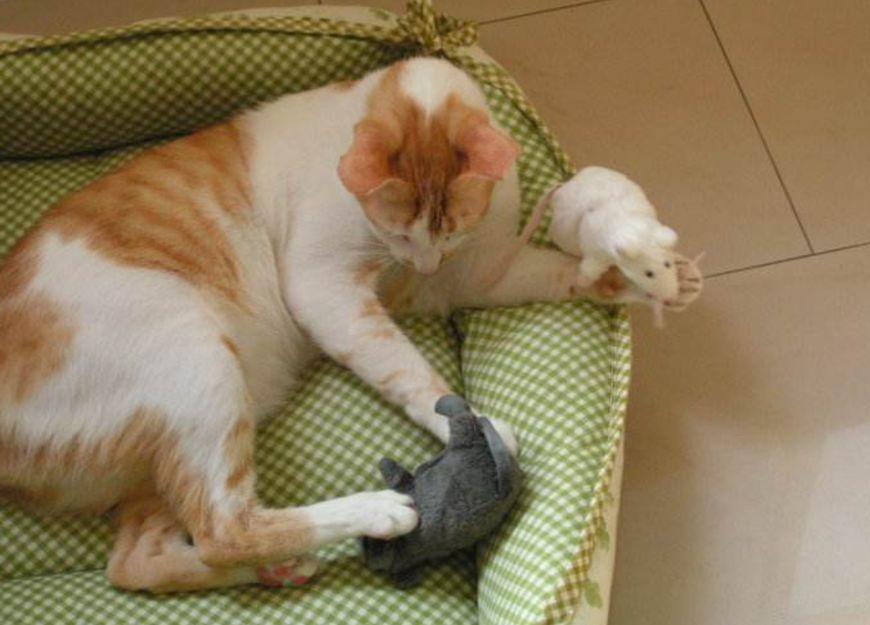 爱尚文化app被骗充值无法提现怎么办-平台充值无法提现如何追回