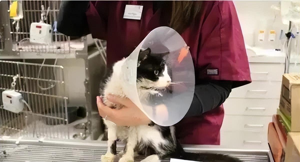 猫咪去世后该怎么处理？