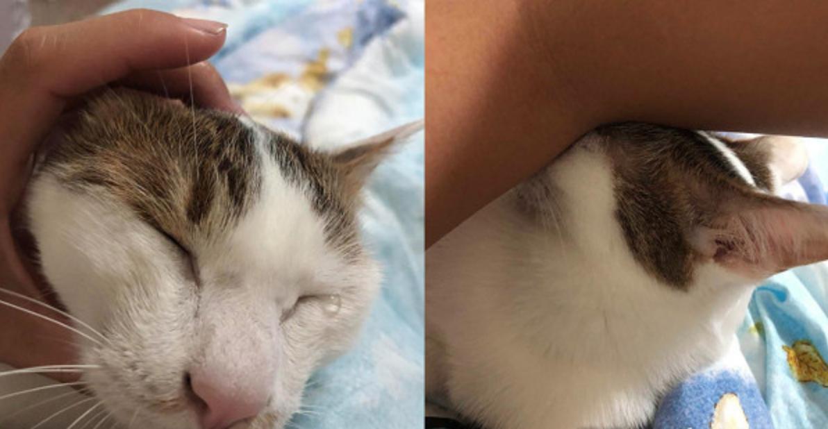 你家猫主子满一岁就能当妈了? 你家猫主子满一岁就能当妈了?