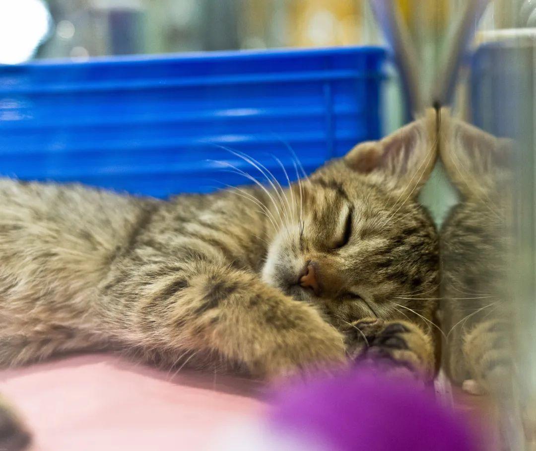 新手养猫到底需要哪些 安装包 ？