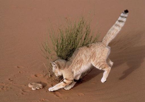 猫咪戴头饰拍照会应激吗？