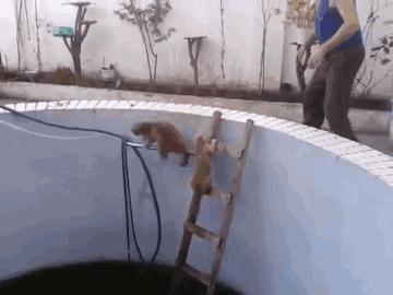 梦见小猫赖着你不走?这预示着什么? 梦见小猫赖着你不走?这预示着什么?