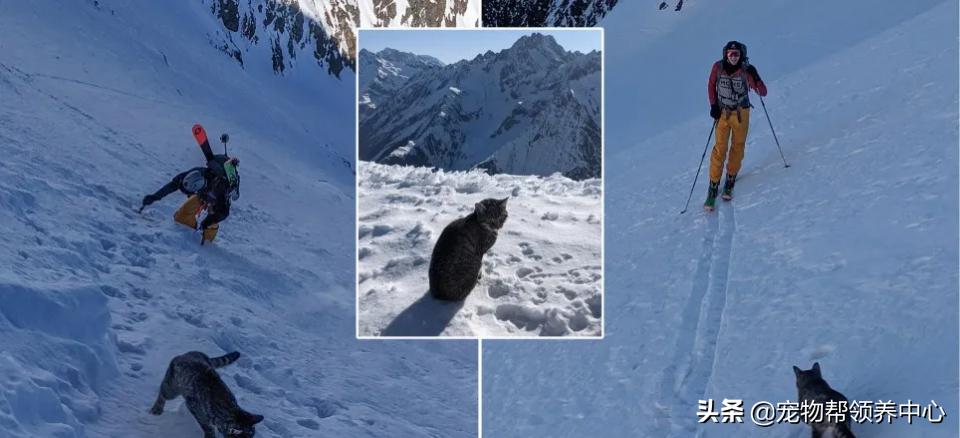 猫咪冬天真的不会冻死吗？