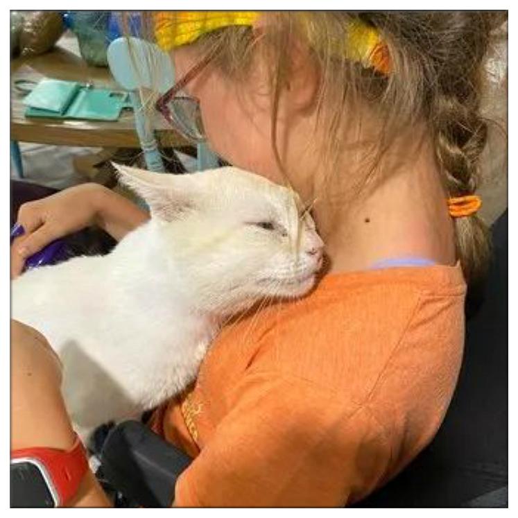 67年野马GT500为何成为收藏界黑马？揭秘它的保值密码