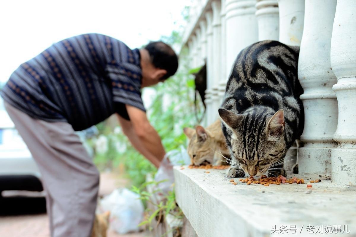 找不到猫咪社区官网入口？别慌！