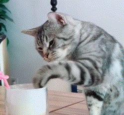 猫咪喝了奶茶真的会中毒吗？