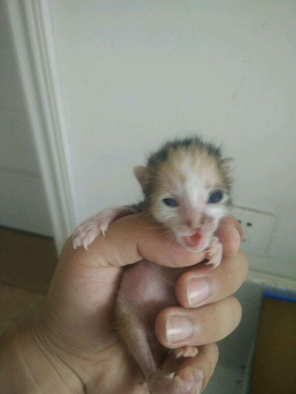 猫咪真的能独自在家三天吗？