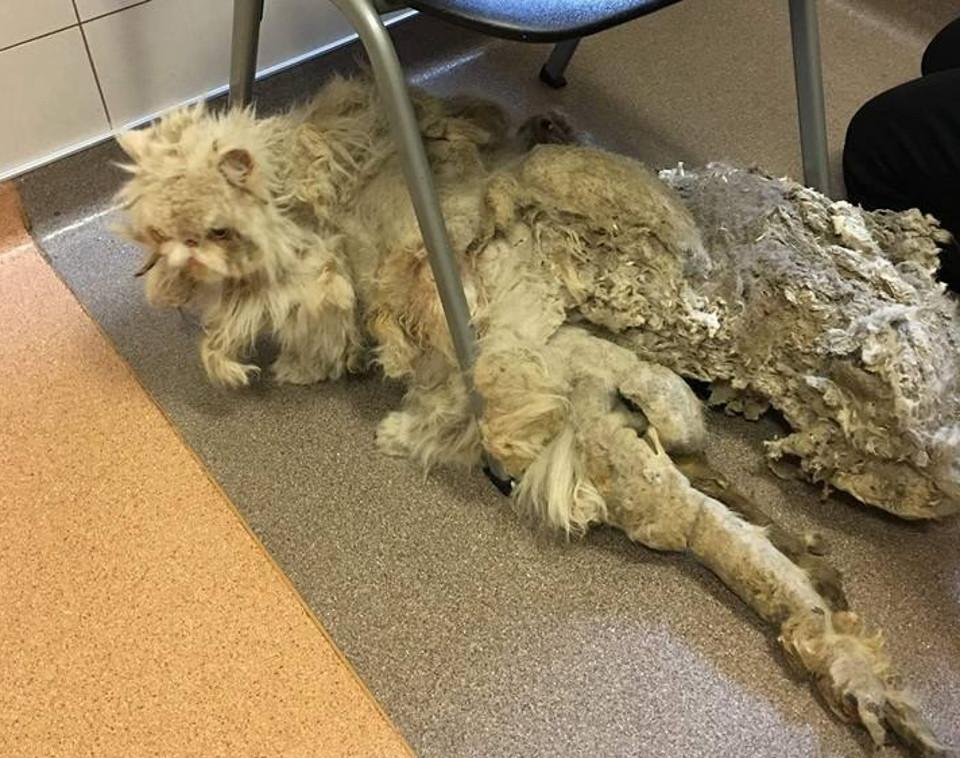 猫咪肚子摸到硬块到底要不要紧？