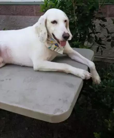 猫咪睡觉吐舌头是生病了吗? 猫咪睡觉吐舌头是生病了吗?