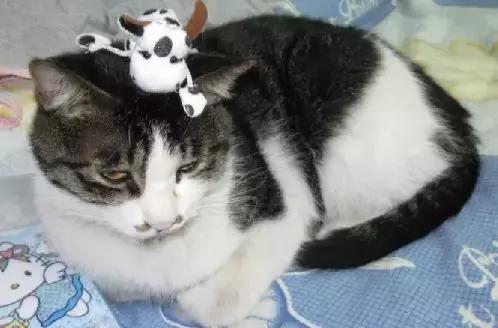 给猫咪咔嚓一刀真的算虐待吗？