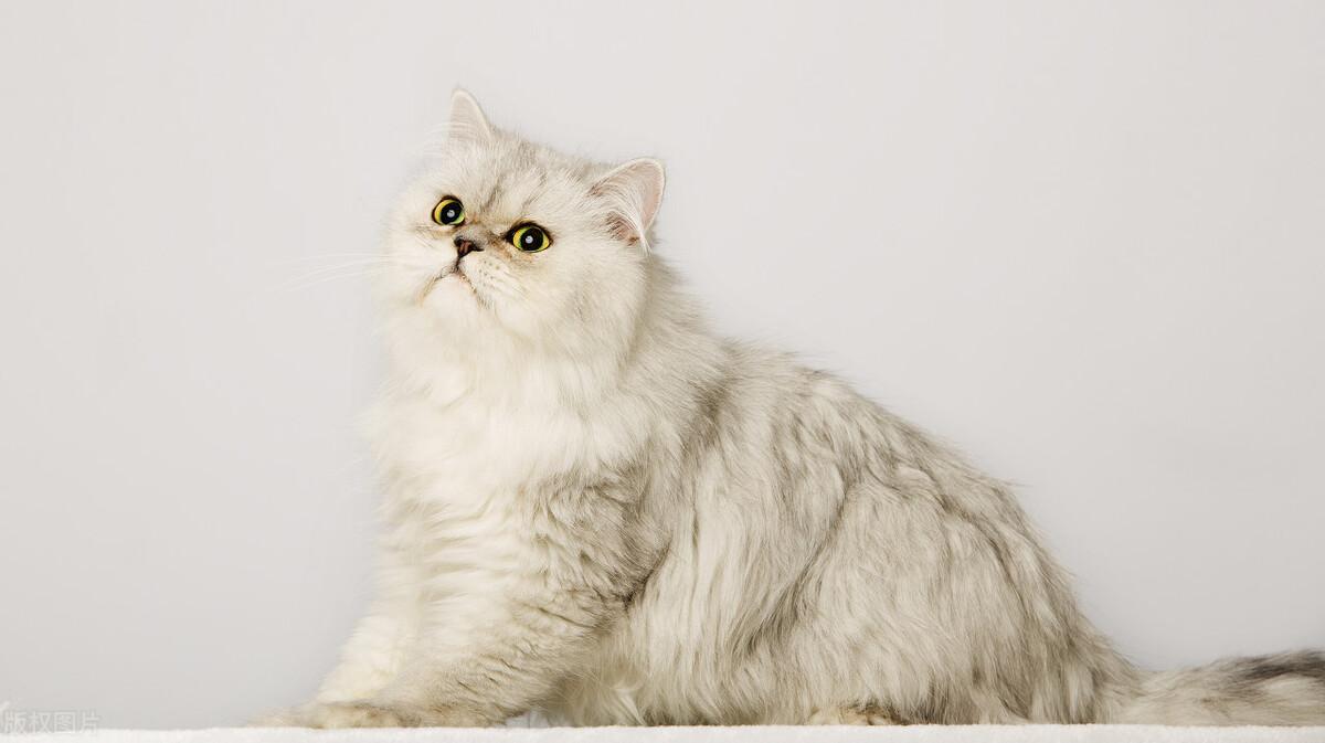 主子偷吃你外卖时该不该纵容？