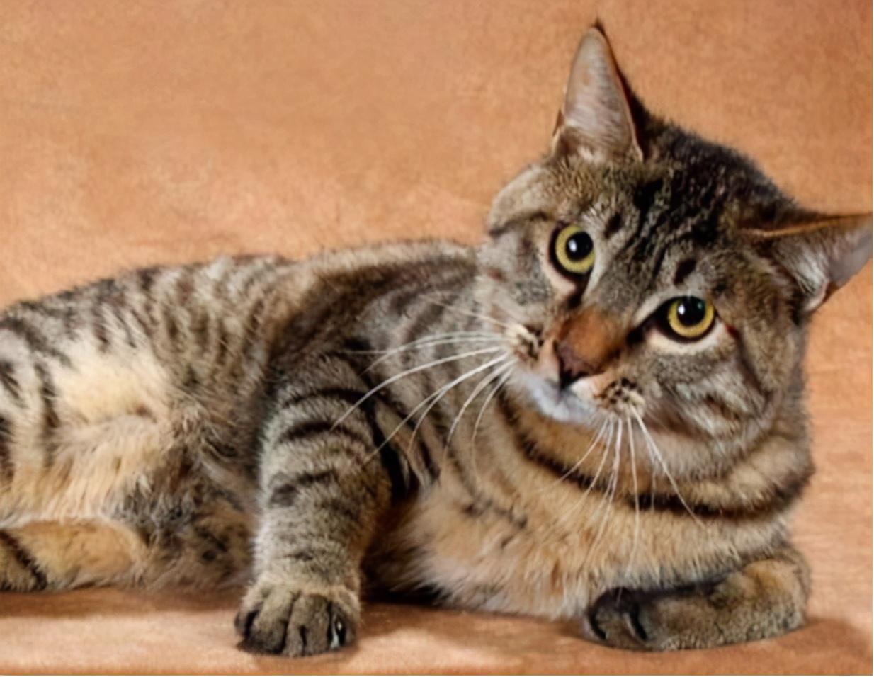 第一次养猫选哪个品种不踩雷？