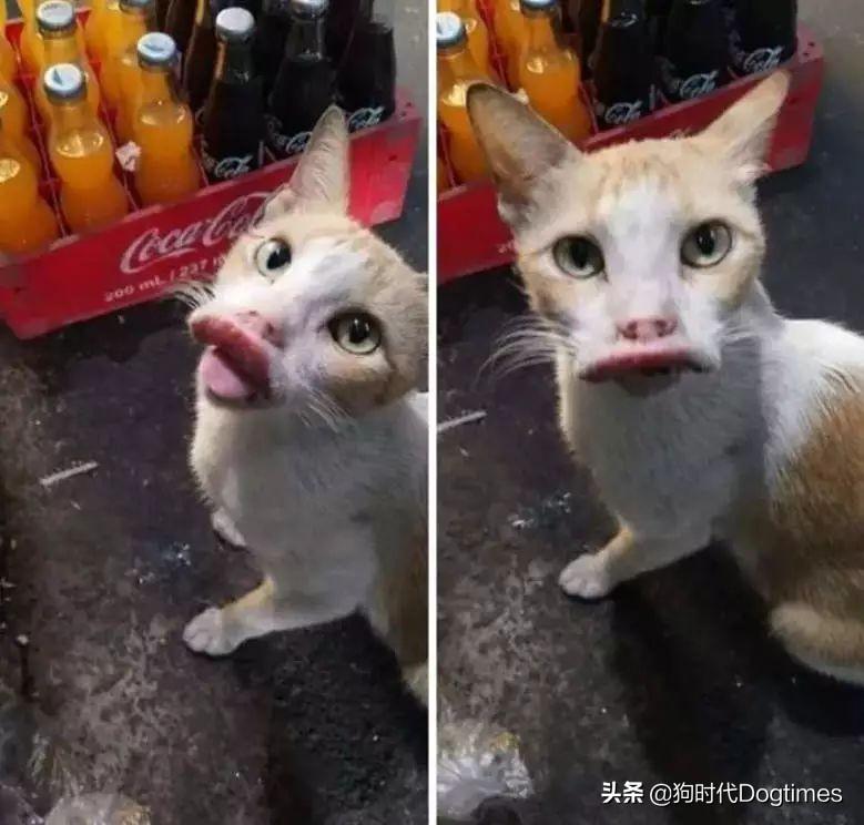 猫咪脚掌突然肿大怎么办？新手必看的救命指南