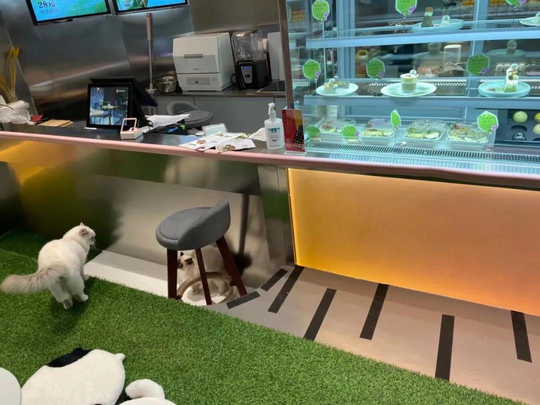 新手开猫咪咖啡屋真的能月入百万吗？