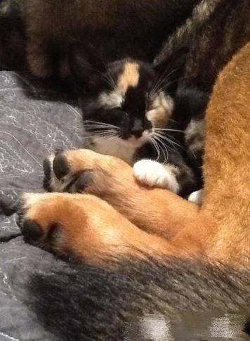 猫咪突然不精神打蔫是怎么回事？