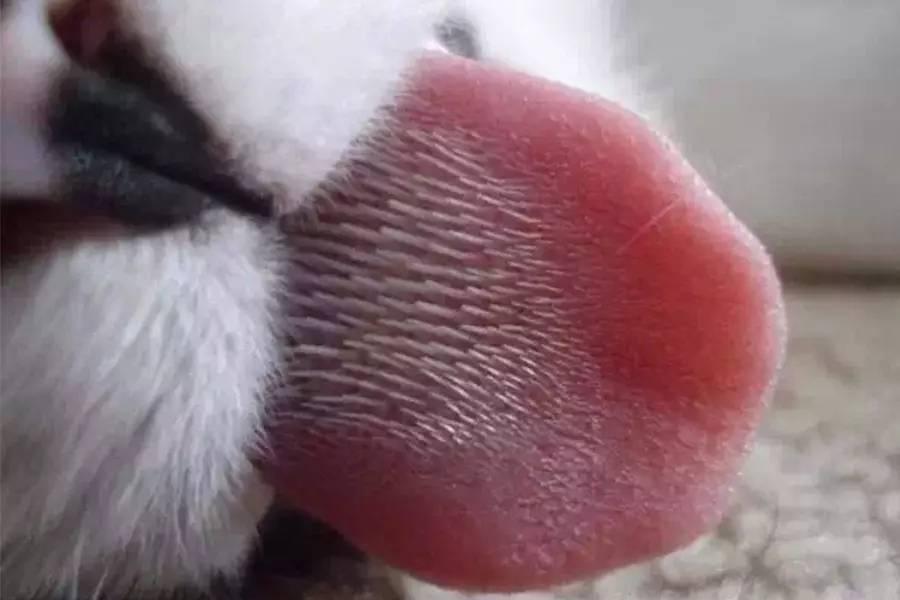 猫咪吐毛球正常吗?新手必看的7个救命知识点 猫咪吐毛球正常吗?新手必看的7个救命知识点