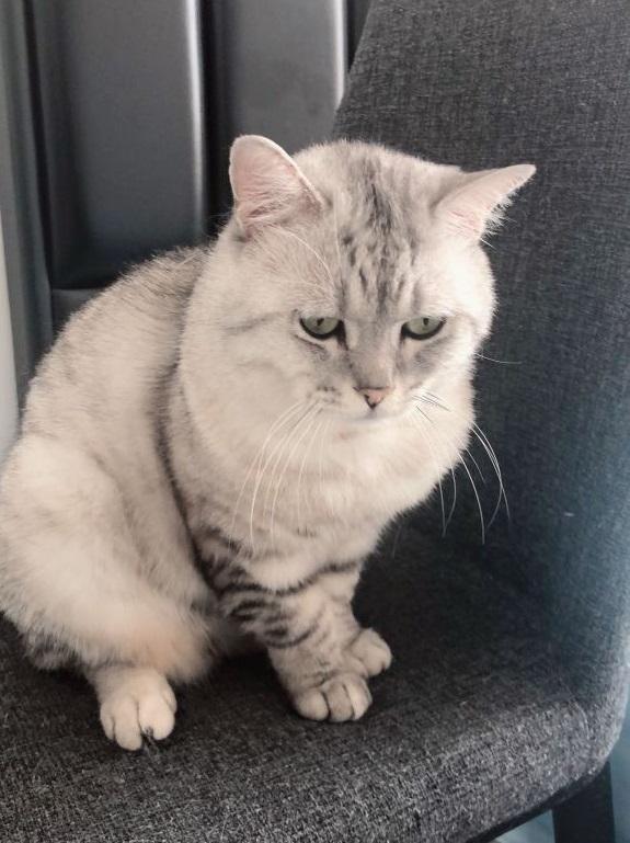 给公猫做绝育真的会改变性格吗? 给公猫做绝育真的会改变性格吗?