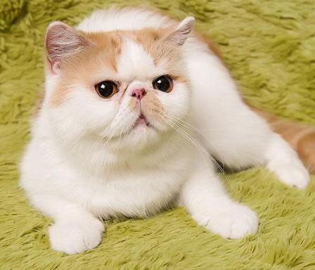 猫咪突然呕吐还蔫了吧唧？可能是肠套叠在作怪！