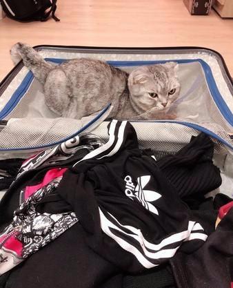 为什么别人家的猫能拍出网红级卖萌照？