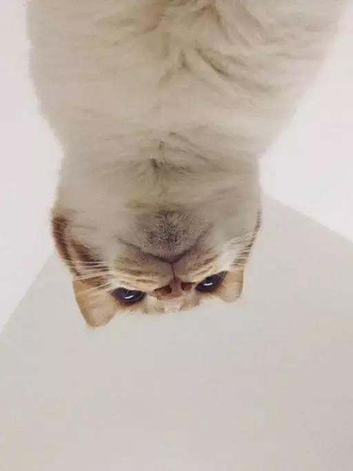 猫主子下巴秃了还红肿是怎么回事？