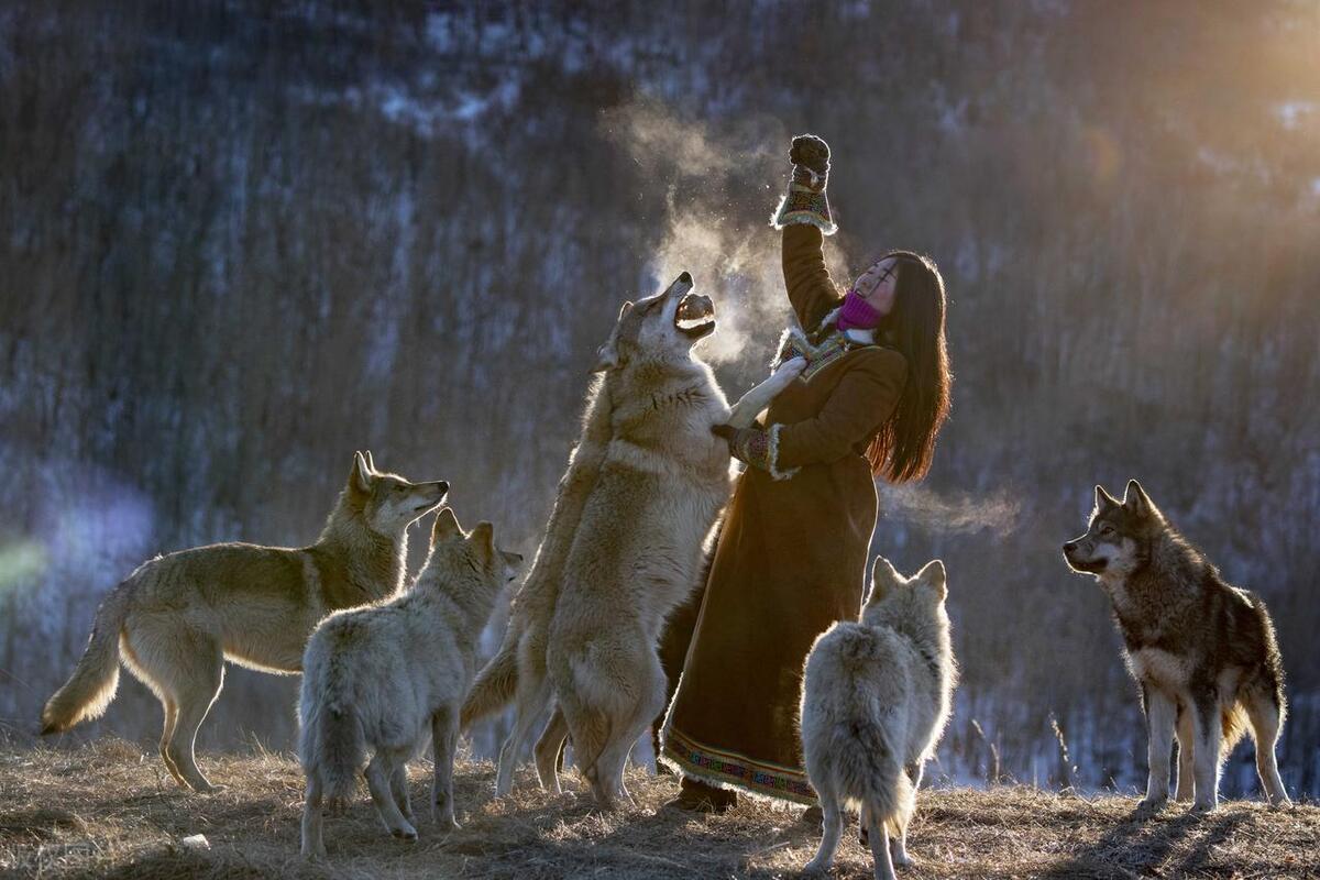 梦见狼代表你被现实问题盯上了吗? 梦见狼代表你被现实问题盯上了吗?