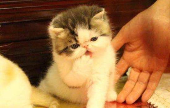 鑫安优品APP被骗充值无法提现怎么办-平台充值无法提现如何追回