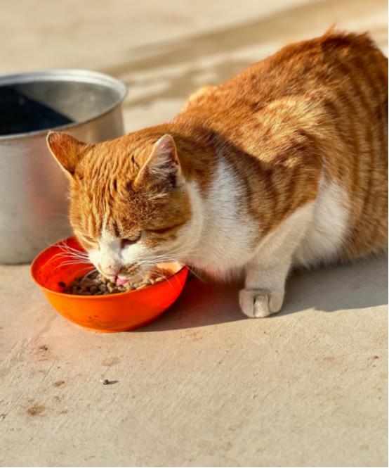 猫咪频繁舔肚子？小心子宫积液在作祟！