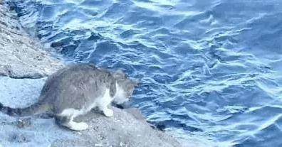 猫咪坐着发呆是在思考猫生吗? 猫咪坐着发呆是在思考猫生吗?