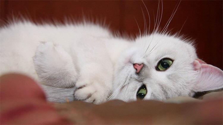 猫咪口腔炎涂红霉素软膏真管用吗？